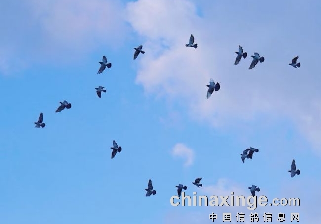 ǧ��С������ �������׹ص������8��