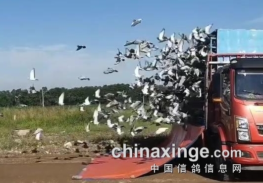 ǰ��ռ���ɳ��λ� ɽ�������ֲ���������