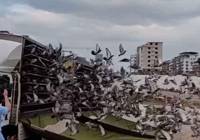 �鳲���������� �㶫���ϳ϶���ǰʮ�Ұ�