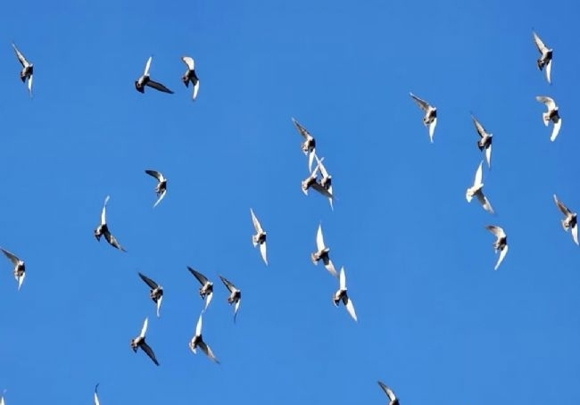 ǰ��ʮǿ��12�� ����һ����ʸ������