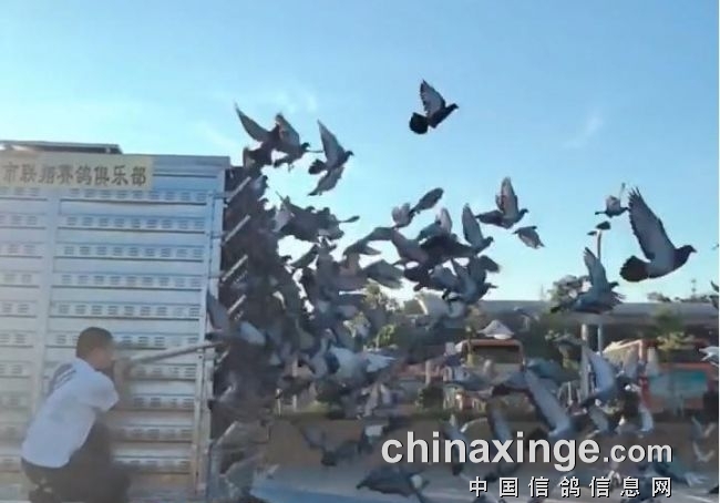 37���ɽ�� �������������ع鳲���˳�