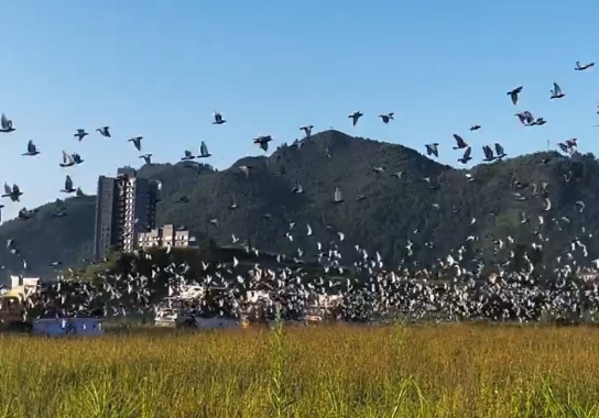 ˫˫���¿��ź� �����������շ�վ���