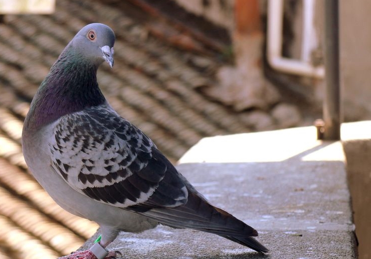 Ӯ��ƽʱ������ǰ�����������ܵ�������Դ