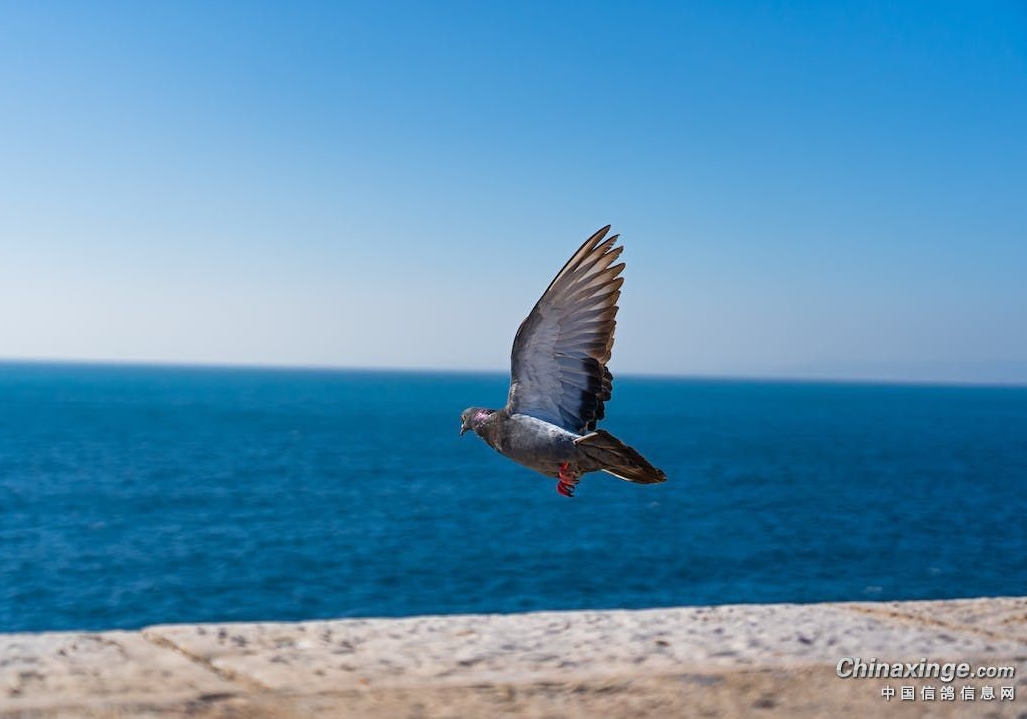 ��Խ��Ͽ ����һ�����ع鳲���߳�