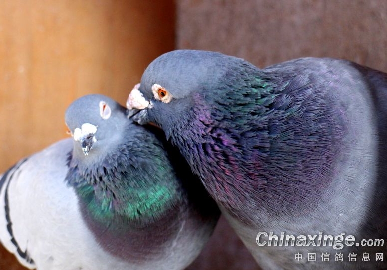 ������������λ���� ��������Ѫ��ͼ