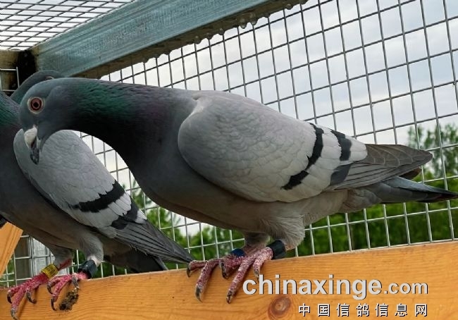 高手挑鸽靠什么 教你一眼识别潜力股