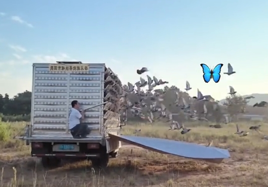 ���鳲һ�� �㶫��������̨������ѹ�