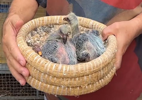 �׸벻�������ű� ���ǲ�������