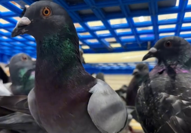 ����ǰʮһ������ͷ�ϱ��Ĺ��ʸ���һ�Ŷӷɳ��λ�