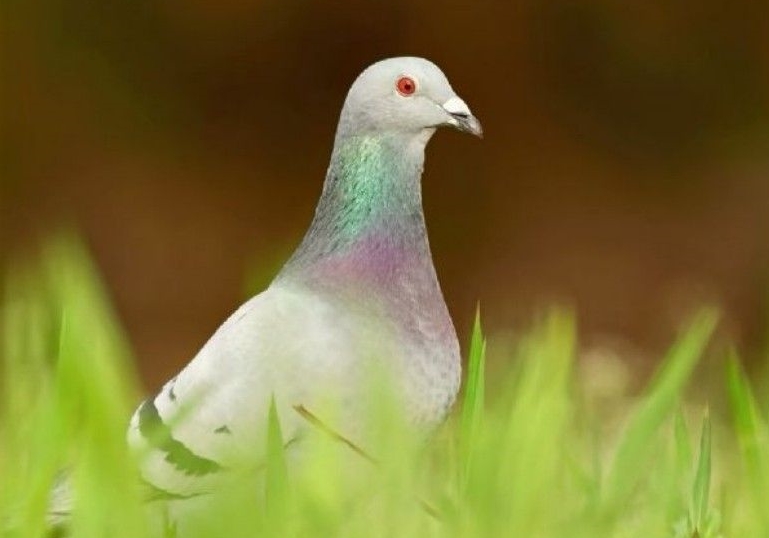 ��·���ŵ�����ʮ�����롰�ʡ��߳���