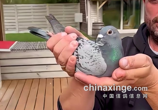 三羽KBDB鸽王冠军系出一脉 耶勒.隆吉尔的天选种雌