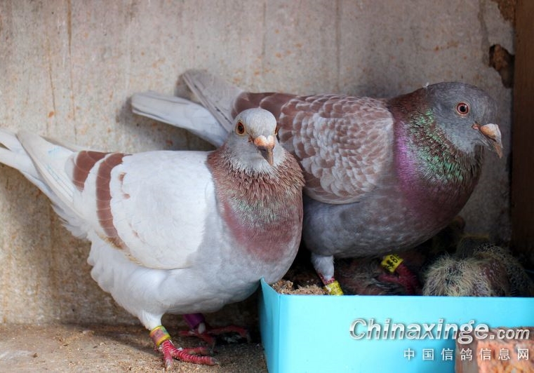 ���Ҹ��������� ��������һĨ���