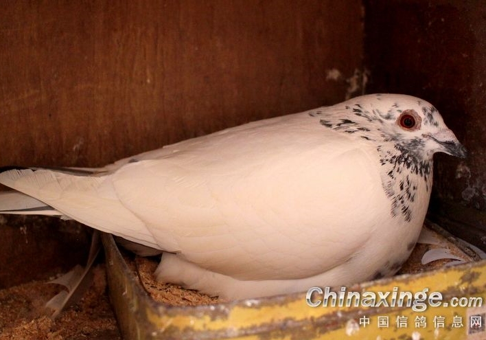 ĸǿ����׳��ѡ���ȿ��Ƹ뼡��