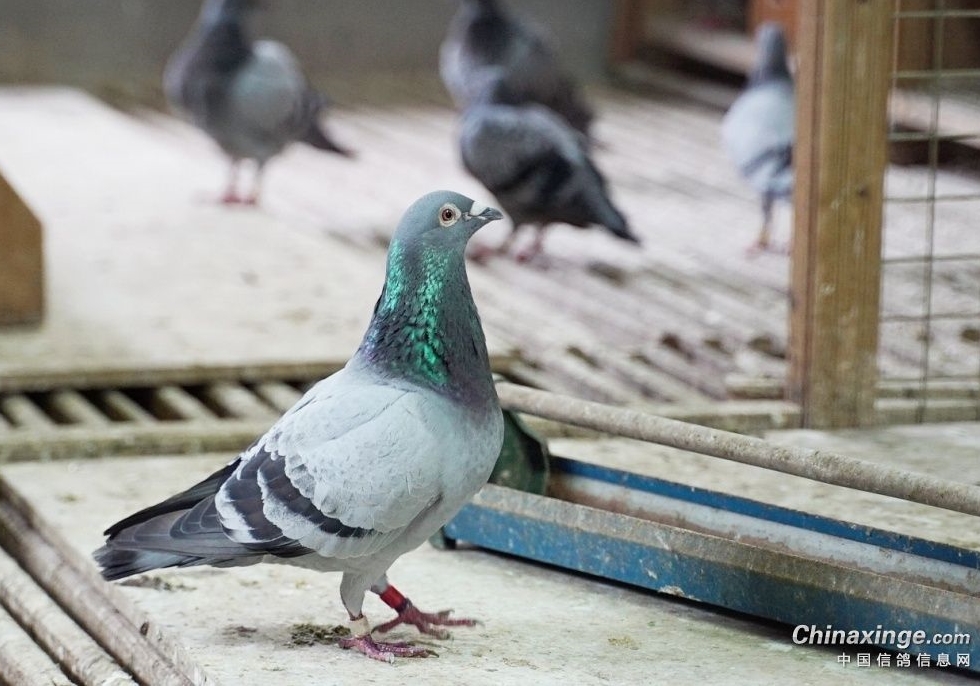 ���ֱؿ������ӽ������ʵ��ָ��