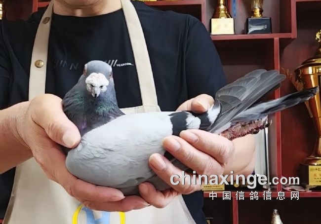 国外引种首选波治赛！陕西傲翔鸽业分享赴欧选鸽秘诀