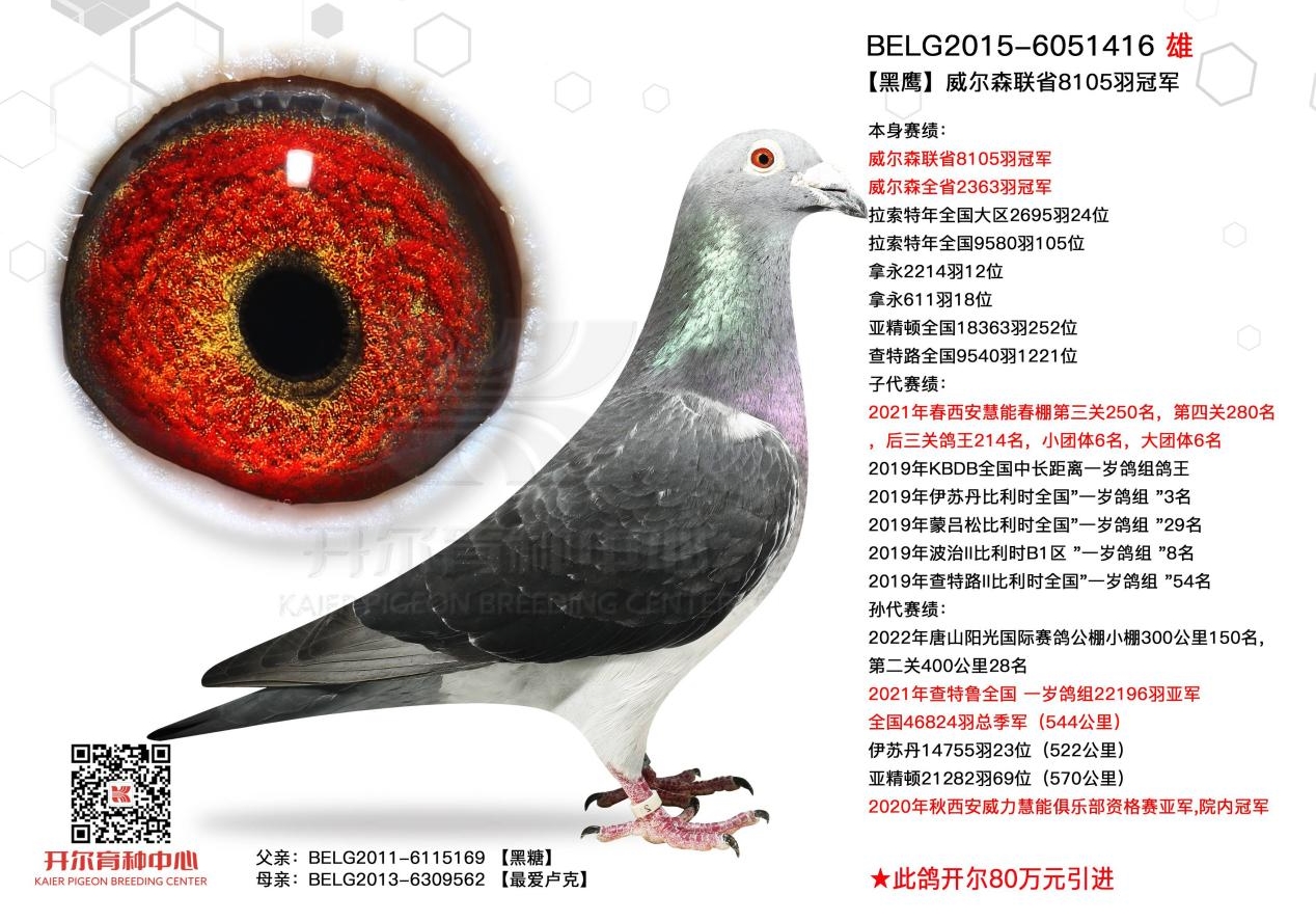 黑鹰传奇：逆境再崛起 跨洋铸辉煌