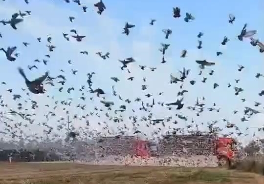 ��ǧ���𶪸���� ����һ����ʸ����Ұ�