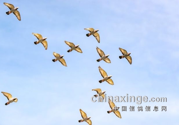 黑马冠军靠运气？答案藏在血统里