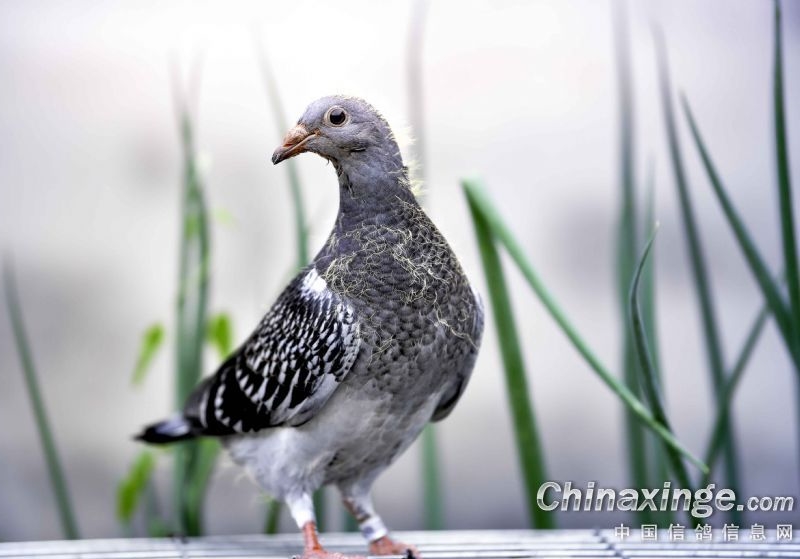 ������������ ����һ�������ȡ������