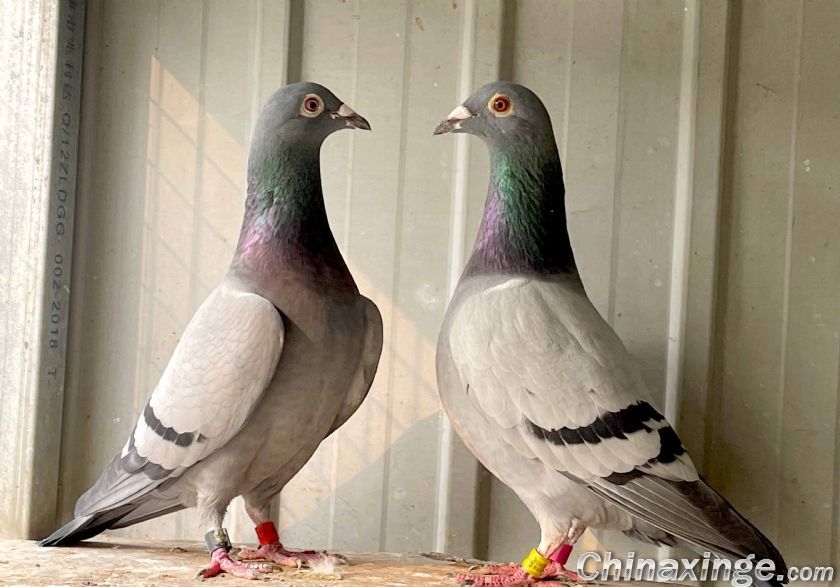 ˦������ʲô������