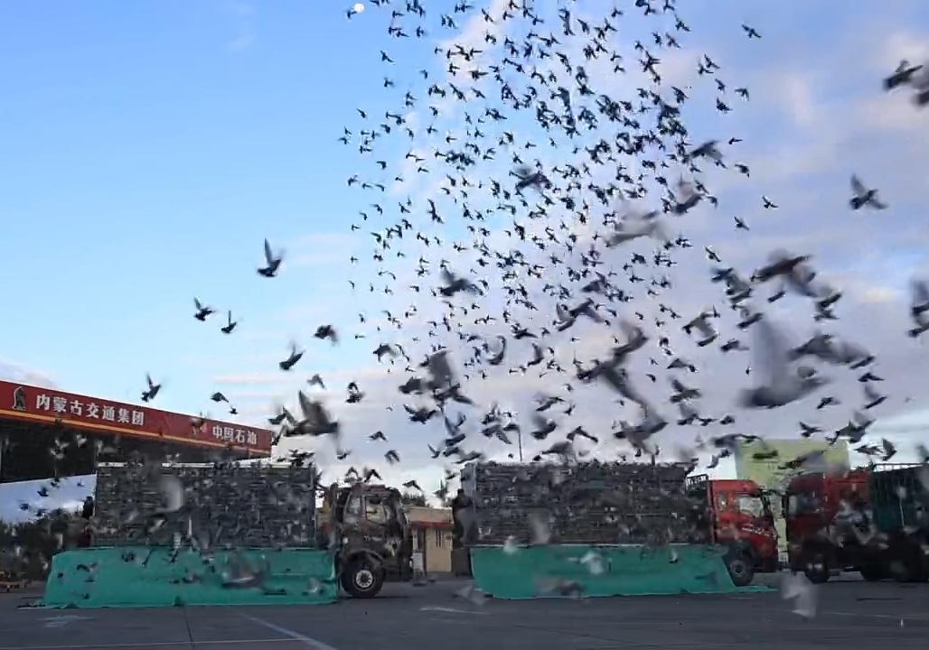 ���ֻ���С�������ǹ �ھ�����1245