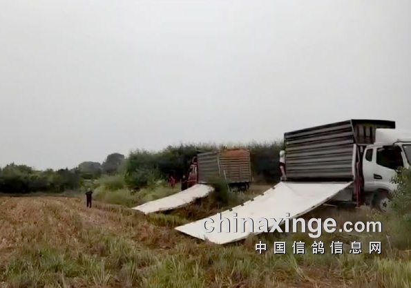 ��Ч��������鳲 ������ҫ�����ؽ�������