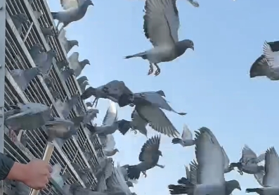 �����뷢 ����2.5�����շ�վԲ���չ�