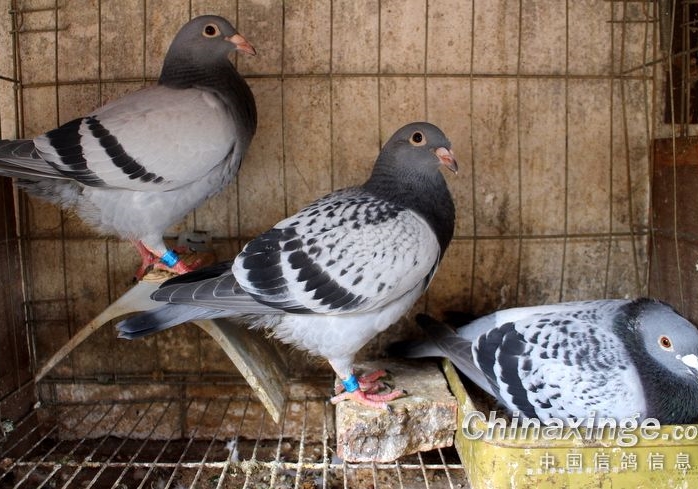 ���������� ����ɸѡ�����ָ�