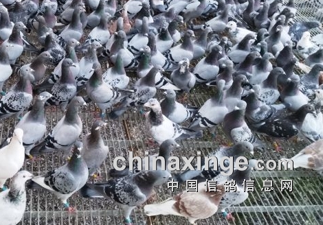 ����ǧ�����벡�� �����������ڷ���