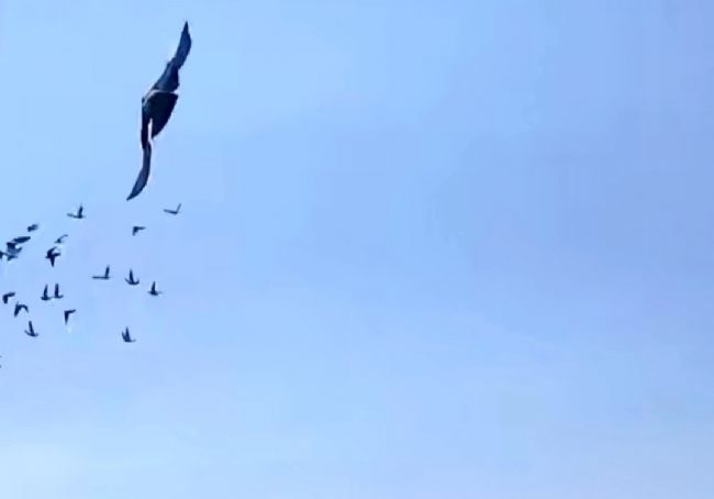 �ھ�����1037 �Ϻ������׹����ɹ�