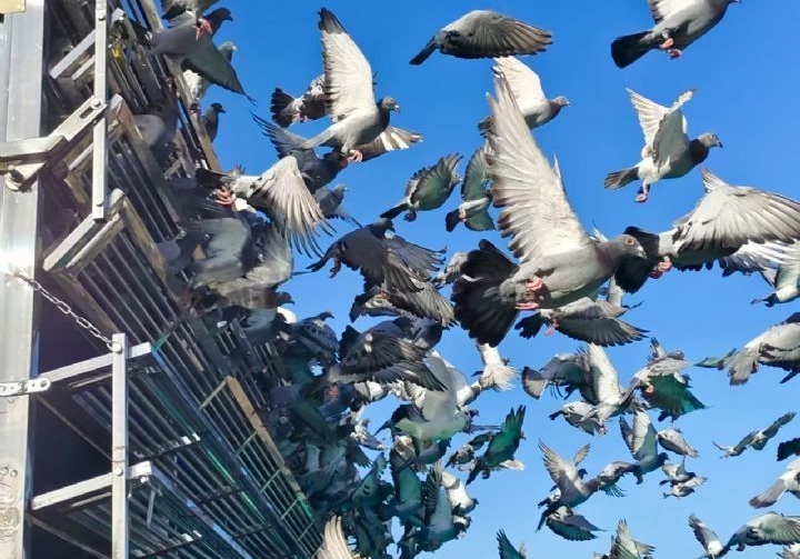 ����Ӳս��ʯ��ׯ�ೡ��ٹ������鳲����