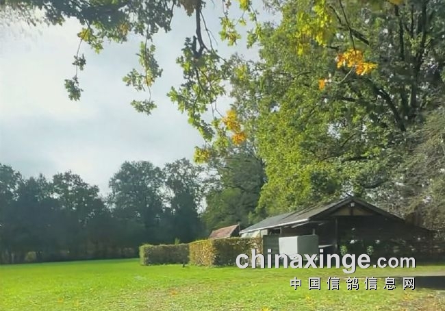脏乱差也能赢？简陋鸽舍击败一众强豪摘鸽王冠军