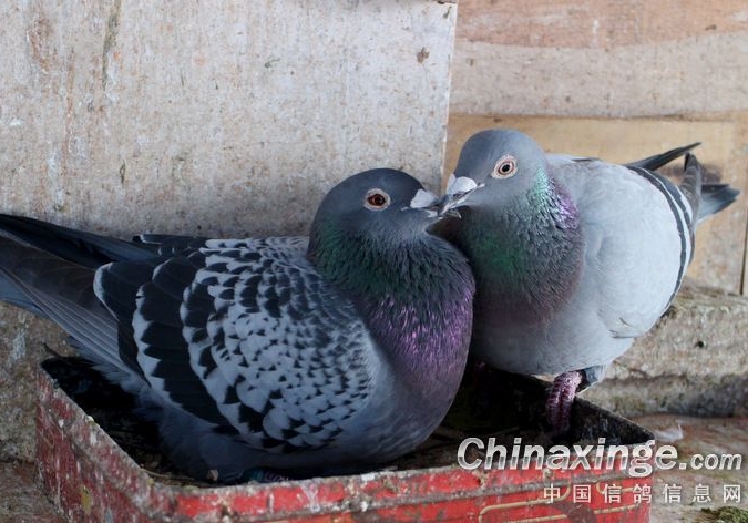 ��������ԣ����������ָ�Ч����