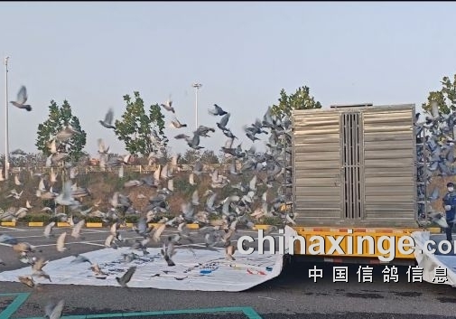 �人����뾺����ֲ��＾�ʸ���ȼ�鿪ս��