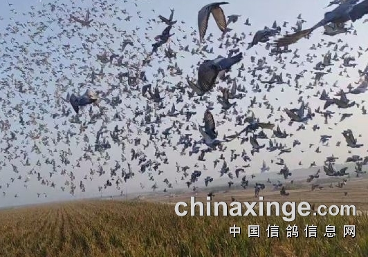 进奖连连！实力鸽友揽获辽宁公棚决赛冠亚 