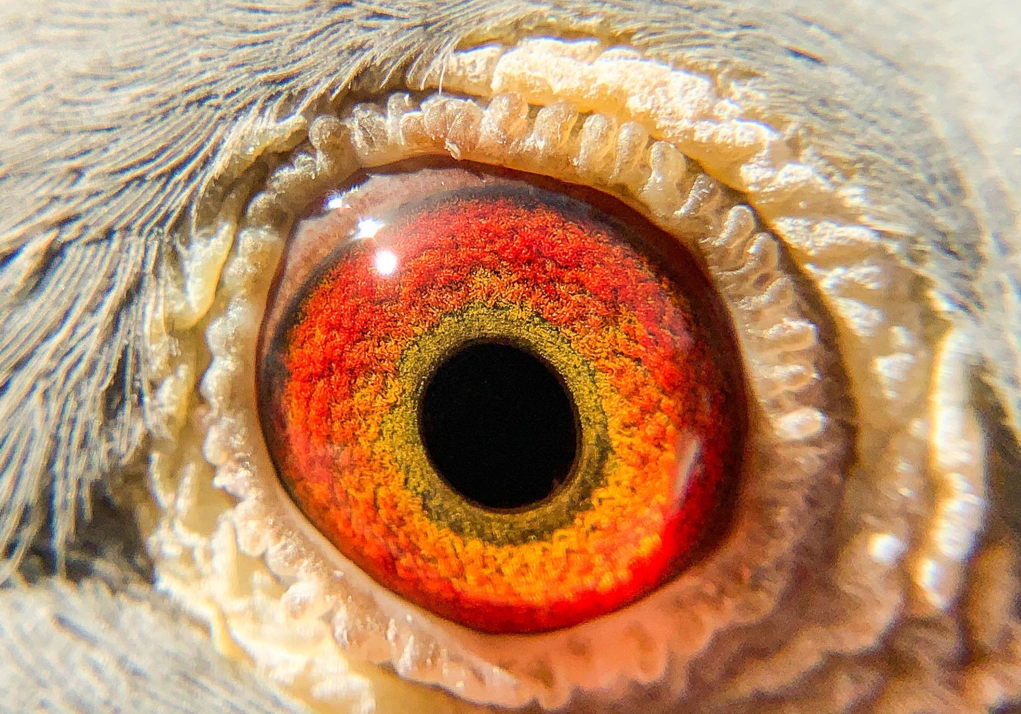 ��ɰ�������ɰ��