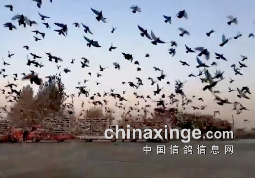 ���ְ����Ǽ��� ���������ֲ������뷢