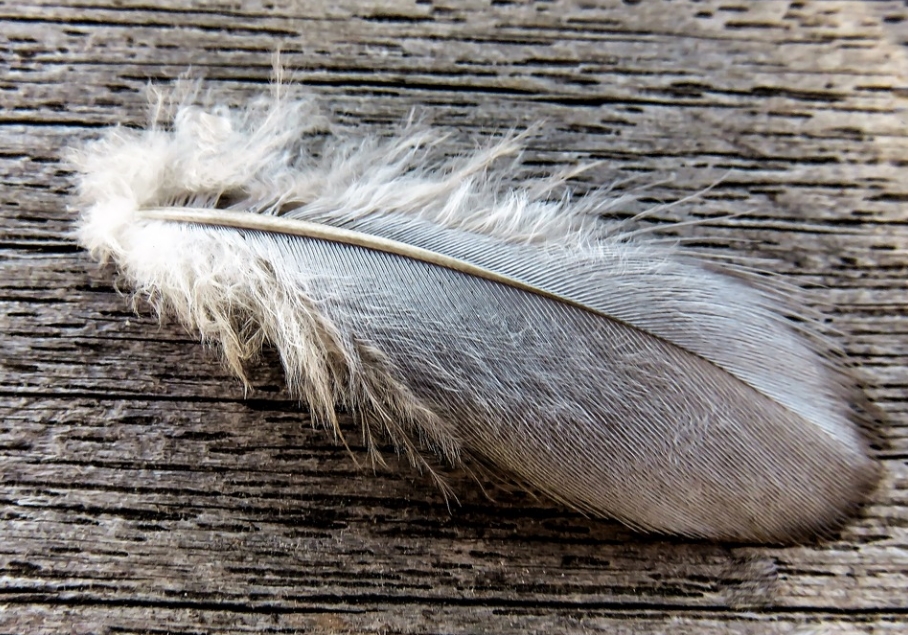 ���������ز���ë��������������