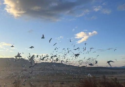 �ھ���1852 �������°�����鳲����