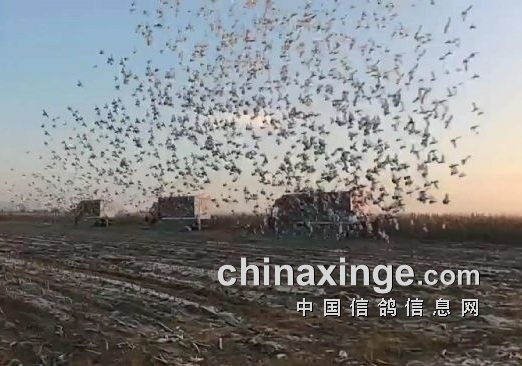 �鳲���˳� ������������ǰʮ��¯