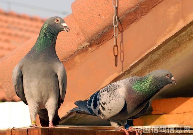 �µ������� �ָ���ë�γ����ʱ��