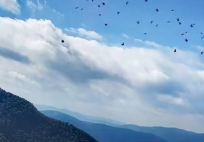 ����ǧ��ս����ɹ� �Ĵ���ظ�ᱨ��