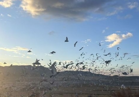 ��ǧ������ս ������ͥ��ս������