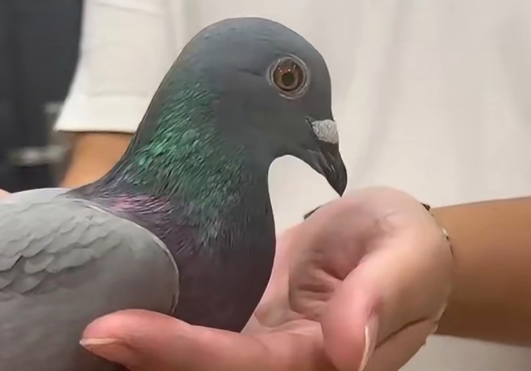 ̨�����һ�����ھ��������� �Ϻ�����������������