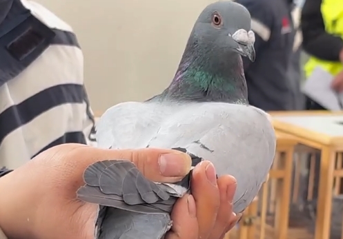 ���Ǿ�����Ѫϵ��� ��������ս������