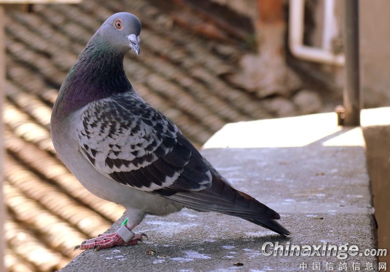 �����ʵ����һ���ݸ�����������˫��