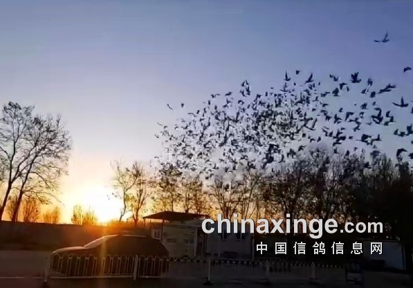 ������ͬ�վ��� ���ն���������Ƚ�����