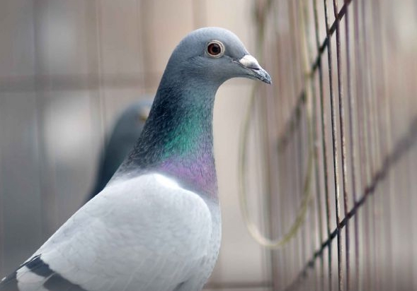 ���ж�����人�����Ժ���Ĺ��ۺϹھ�