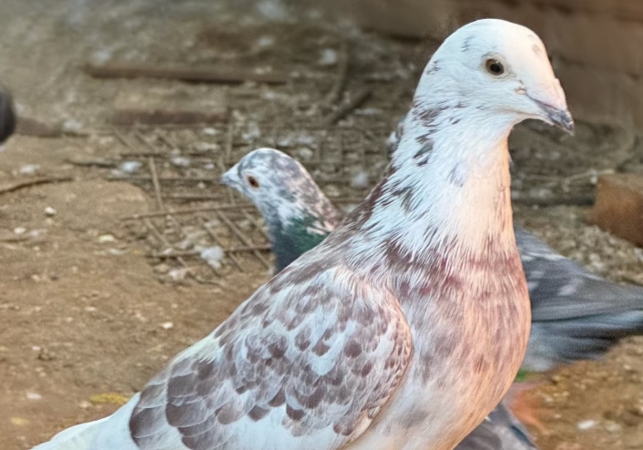 ��վ���ŷ��������԰�ǻ�����Щ