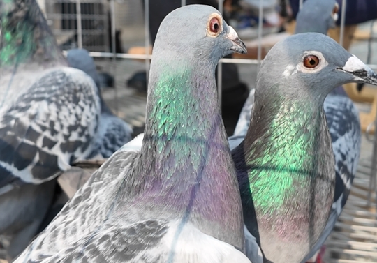 �������ߵľ����澭��